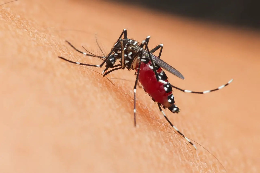 malaria mosquito